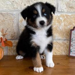 Willow - Black tri female Miniature Australian Shepherd puppy in Midway, Texas from L Bar W Aussie Ranch