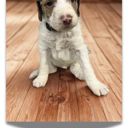 Snow - Parti female Goldendoodle puppy in Ellenburg Center, New York from Kristin's Puppies