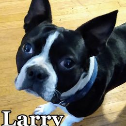 Larry - Boston Terrier