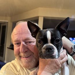 Duke - Boston Terrier