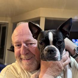 Duke - Boston Terrier