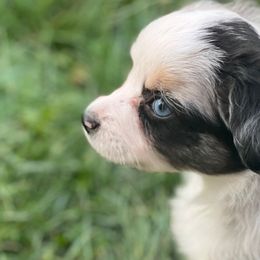 TORVI - Blue merle Toy Australian Shepherd puppy in Syracuse, Indiana from Klenke Toy Aussies