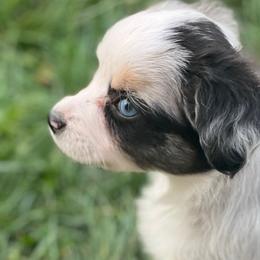 TORVI - Blue merle Toy Australian Shepherd puppy in Syracuse, Indiana from Klenke Toy Aussies