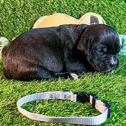 Boy 5 - male Cane Corso puppy in Catawba, North Carolina from Catawba Cane Corso