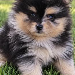 Sasha - Black and tan parti female Pomeranian puppy in Kennedale, Texas from Puppiesnat