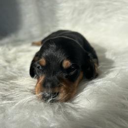 Blue - Black and tan male Dachshund puppy in Spicer, Minnesota from Arrow Valley