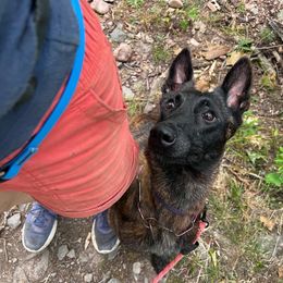 Occult - Dutch Shepherd