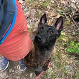 Occult - Dutch Shepherd