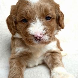 Red - Caramel cream female Australian Labradoodle puppy in Auburn, Washington from West Valley Labradoodles