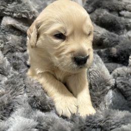Donner - Light golden male Golden Retriever puppy in Seville, Ohio from Retriever Ranch