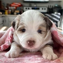 Miniature Australian Shepherds from August Oaks Aussies