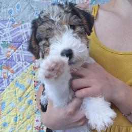 Sky - White black and tan female Wire Fox Terrier puppy in Lancaster, Missouri from Missouri Meadows Farm