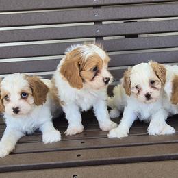 Cavapoos, Pomskies, and Pugs from Peace Road Puppies