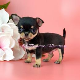 Panda - Black and tan male Chihuahua puppy in Anderson, South Carolina from Lil Treasures Chihuahuas