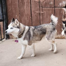 Liea - Pomsky