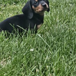 Dachshund Puppies from Kristen Yonkie