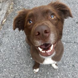 Sammy - Australian Shepherd