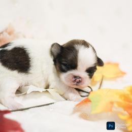 Shih Tzu Puppies from Autumn Breeze Shih Tzus and Friends