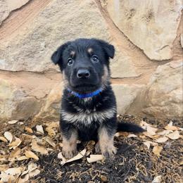 German Shepherd Puppies from Liberty Shepherds