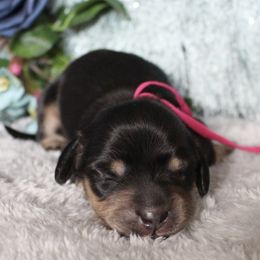 Dachshund Puppies from Shoebox Doxie’s