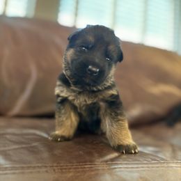 Blue - Black and red male German Shepherd puppy in Princeton, West Virginia from Von Vollblut Shepherds
