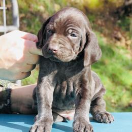 Hank - Liver roan male German Shorthaired Pointer puppy in Redding, California from Macushla Kennel