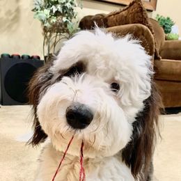 Goldendoodle and Sheepadoodle All Grown Up from Paw City Doodles