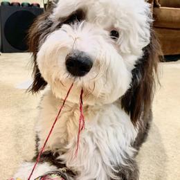Goldendoodle and Sheepadoodle All Grown Up from Paw City Doodles