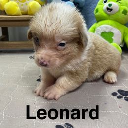 Leonard - Sable male Pembroke Welsh Corgi puppy in Apison, Tennessee from Ashmore Corgis