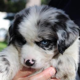 Clover - Blue merle male Australian Shepherd puppy in Colorado Springs, Colorado from Rocky Mountain Aussies