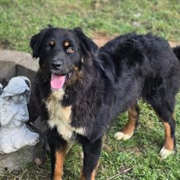 Relic - Australian Shepherd