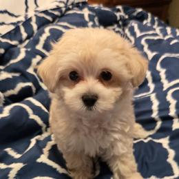 Serenity - Cream female Maltipoo puppy in Brooksville, Florida from DeVall Maltipoos