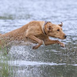 Skye - Labrador Retriever