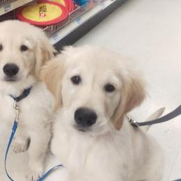 Golden Retriever Puppies from Summer Sun Goldens