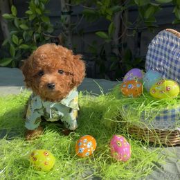 Goldendoodle puppies from Dena Hills
