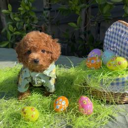 Goldendoodle puppies from Dena Hills