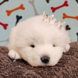 Samoyed Puppies from Limelight Samoyeds
