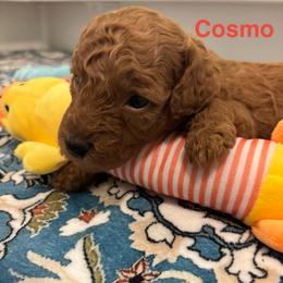 Cosmo - Red  male Poodle puppy in Union Grove, Alabama from Beltane Bonnies