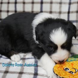 Mulan - Black tri-color female Australian Shepherd puppy in Burbank, South Dakota from Dakota Rose Aussies