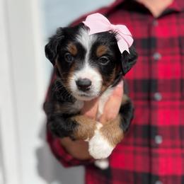 Black tri female - Black tri female Miniature Australian Shepherd puppy in Riverton, Utah from Iron Spirit Homestead & Aussies