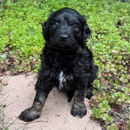 Tide - Phantom male Bernedoodle puppy in Monument, Colorado from Colorado Dreamin Doodles
