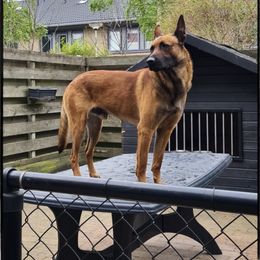Belgian Malinois and Dutch Shepherd All Grown Up from Torgun Police Dogs