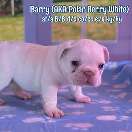 Barry - Cream male French Bulldog puppy in Spokane, Washington from Lilac City Frenchies