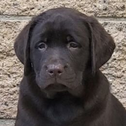 Labrador Retrievers from Whimsical Farms Labrador Retrievers