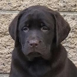 Labrador Retrievers from Whimsical Farms Labrador Retrievers
