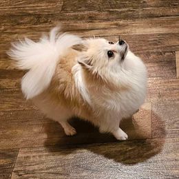 Pomeranian puppies from Heart Of Texas Pom's