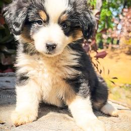 Girl 2 - Black tri Miniature Australian Shepherd puppy in Shingletown, California from Whiskeytown Aussies