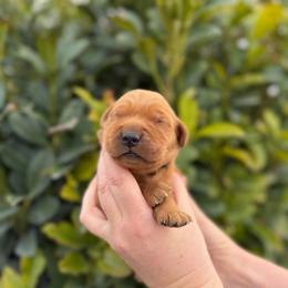 Male 1, Black - Dark golden male Golden Retriever puppy in Utah from Deseret Peak Goldens