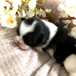 Girl 6 - Black and white female Japanese Chin puppy in Davisville, Missouri from Uniquely Yours, Shelly’s Japanese Chins