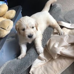 Golden Retriever Puppies from Bent Golden Retrievers